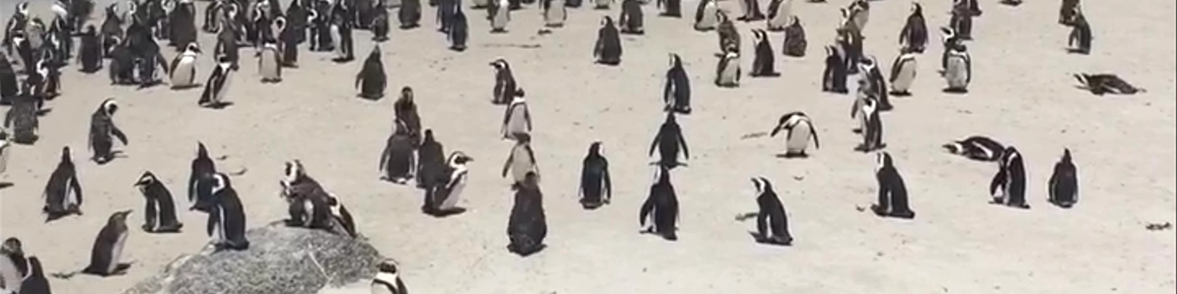 Boulders Beach