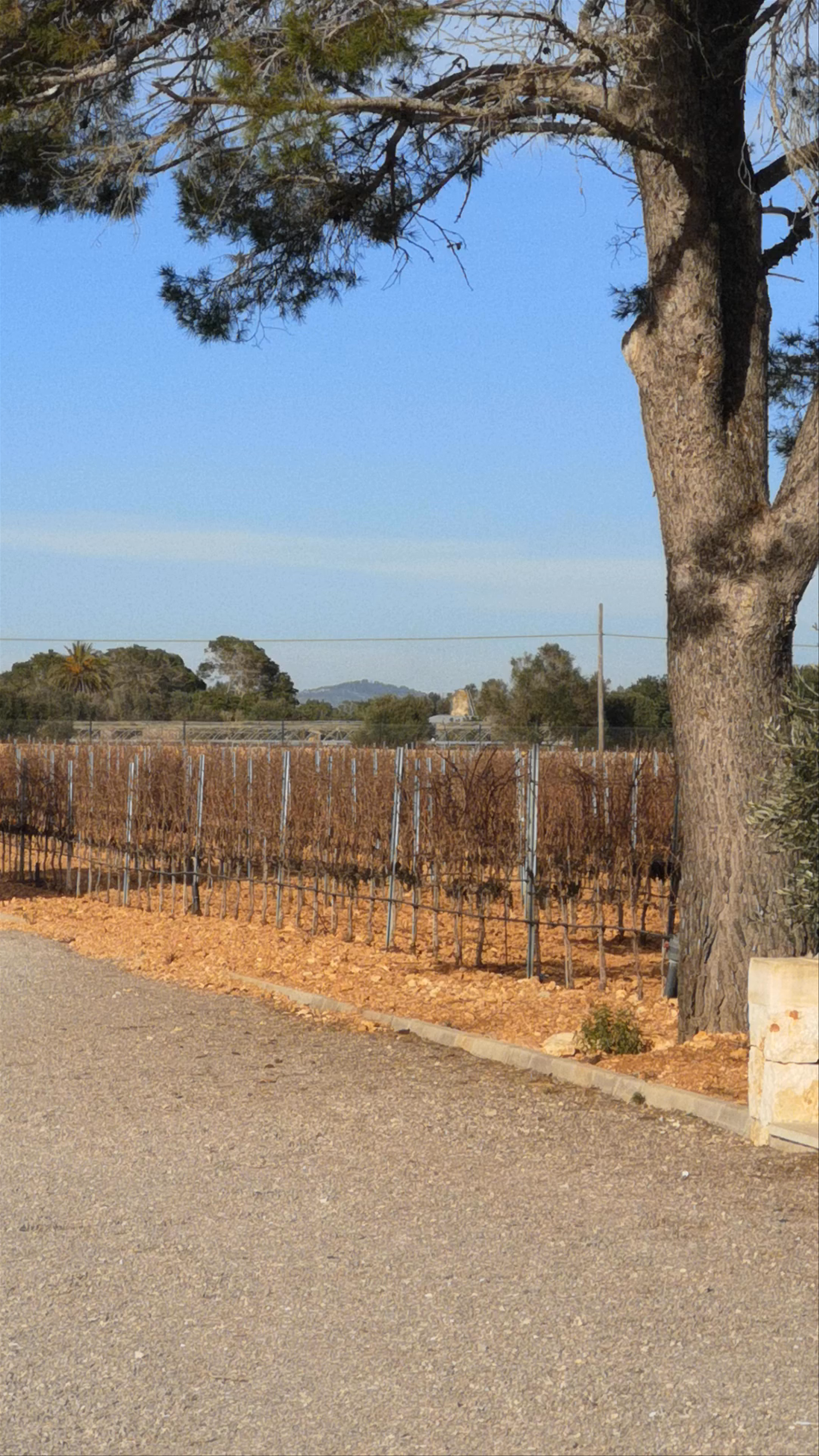 Bodegas Vi Rei: Serene Vineyard Escape in Spain