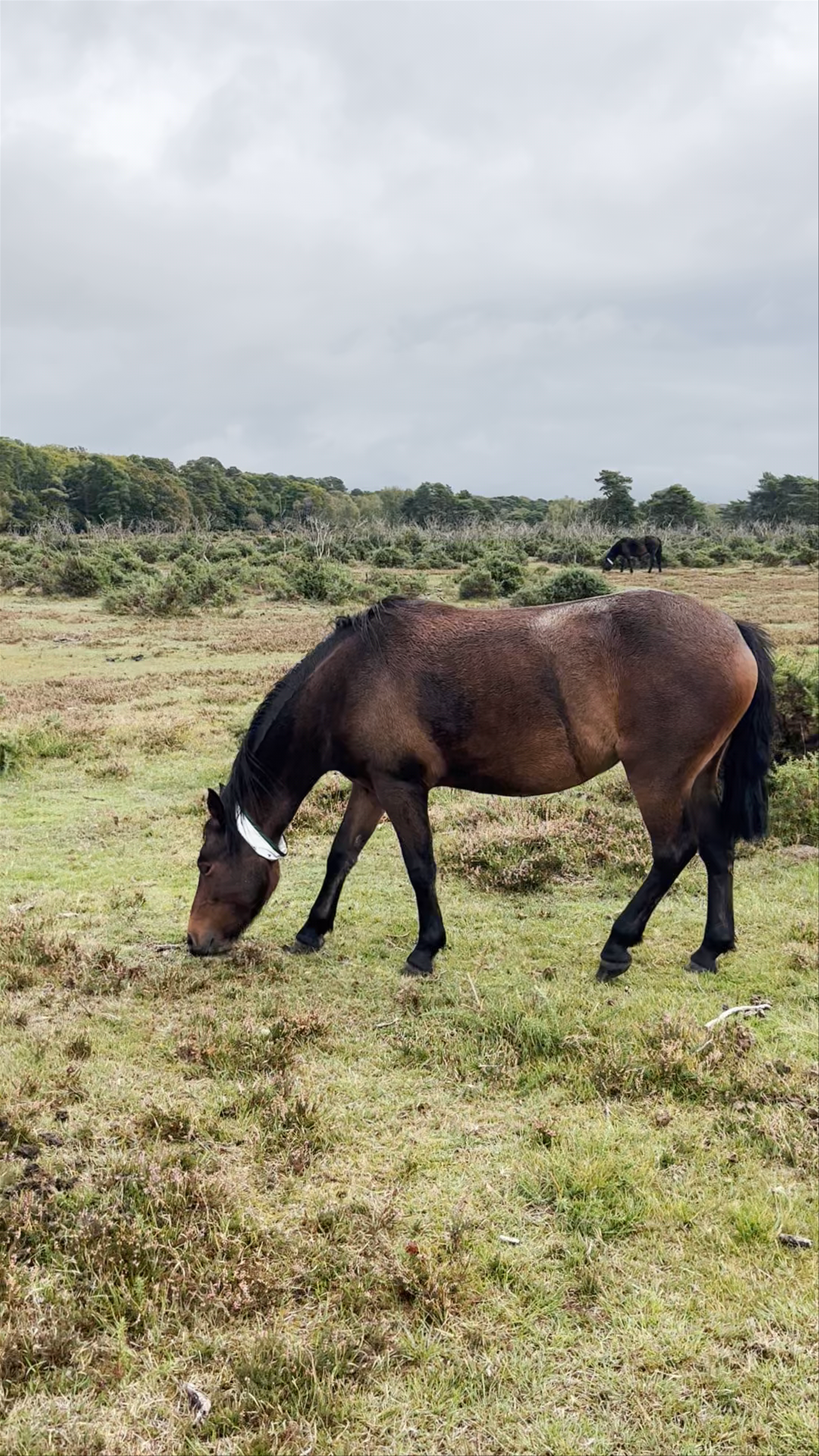 New Forest