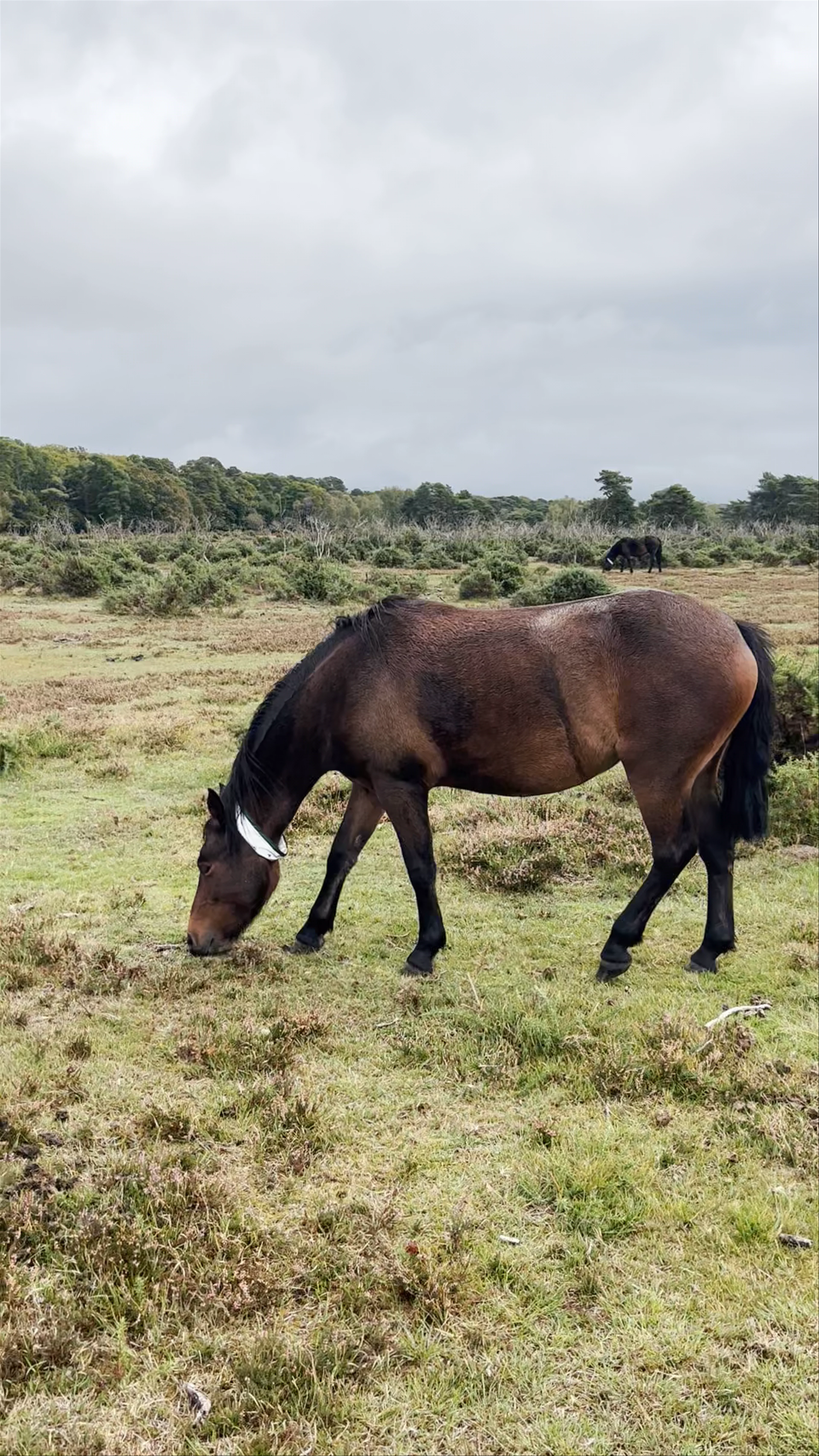 New Forest
