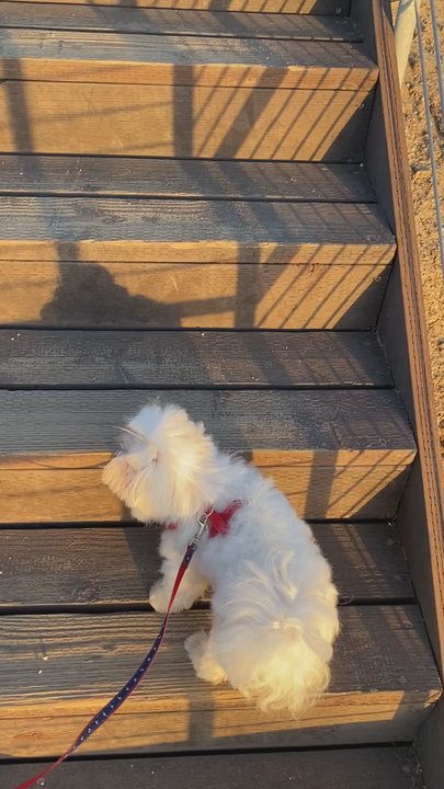 Sea Summit At Marblehead Trail - Dog Friendly Hike - Hiking Near Me - San Clemente, California