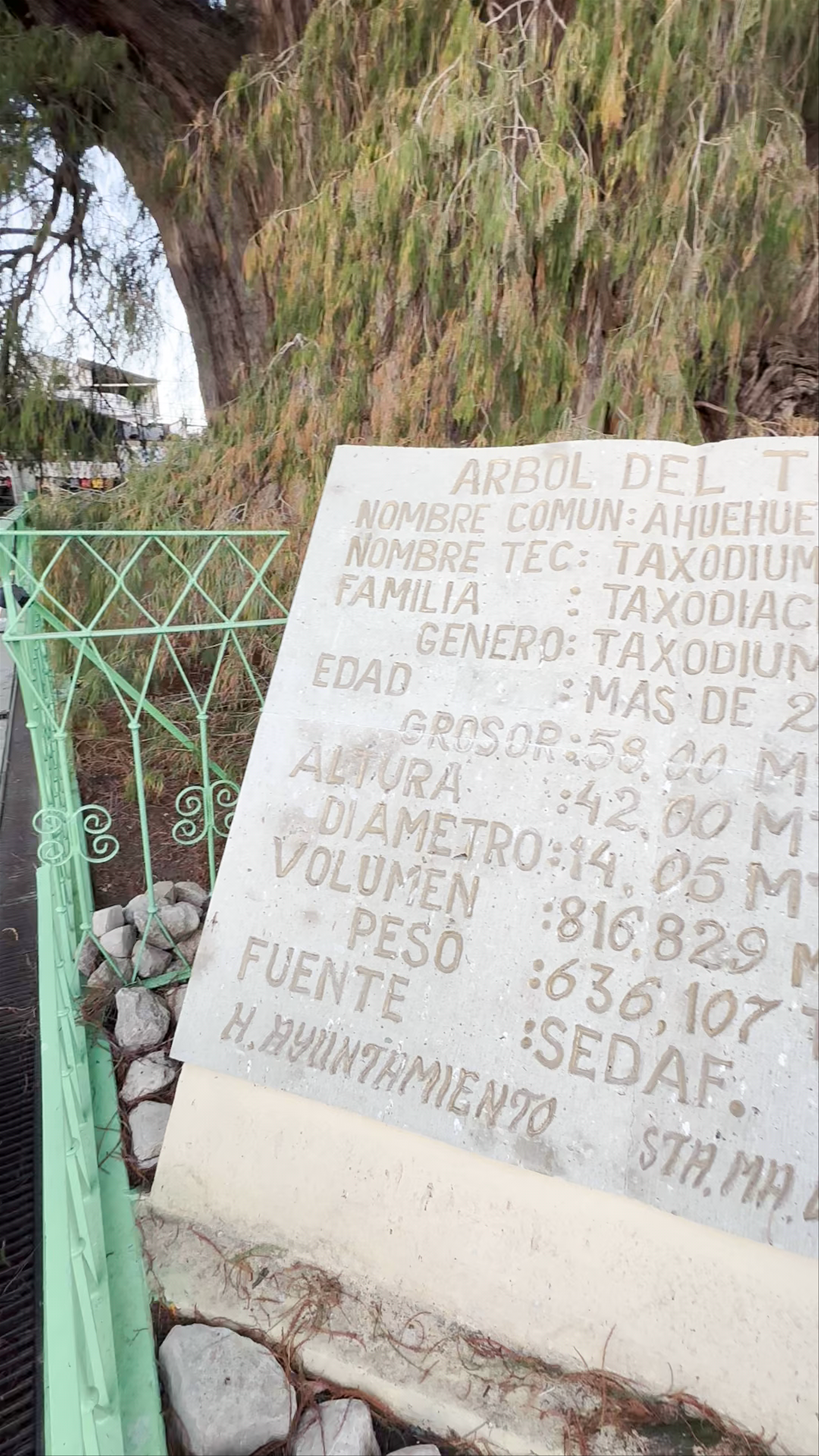 Árbol del Tule