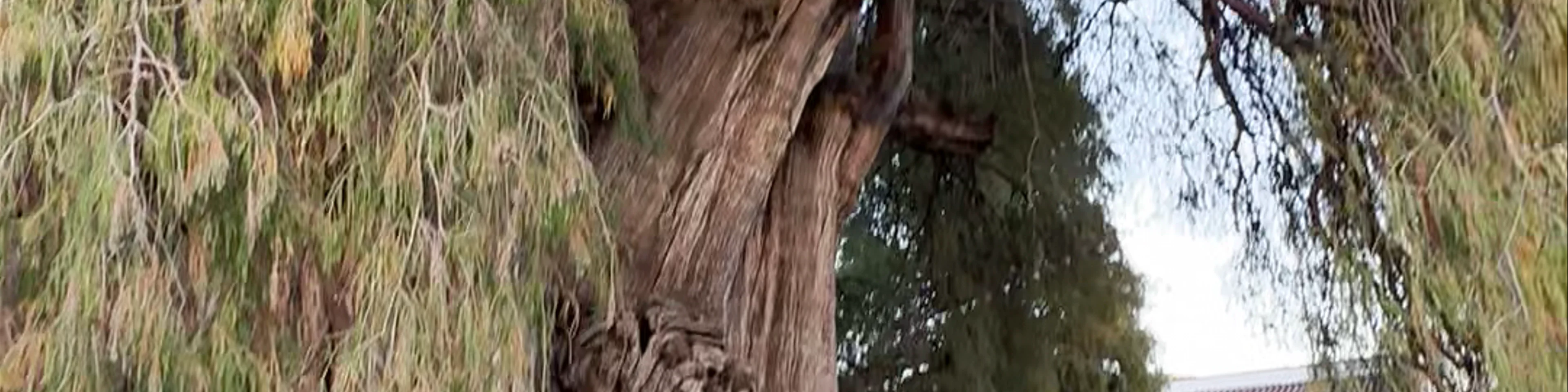 Árbol del Tule