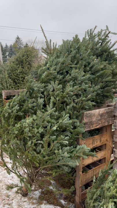 Bayside Garden Center - Last minute Christmas tree shopping - Nurseries & Gardening Near Me - Bayside, Wisconsin