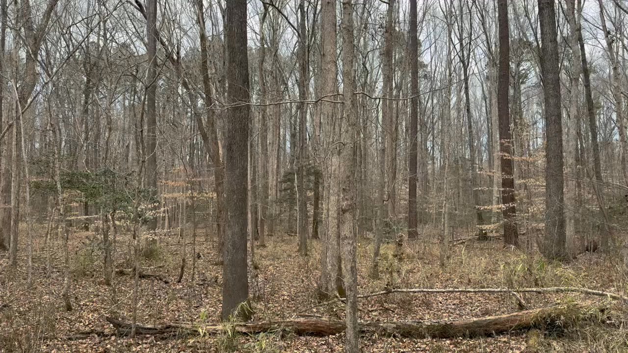 Hemlock Bluffs Nature Preserve - Sound on - Hiking Near Me - Cary, North Carolina