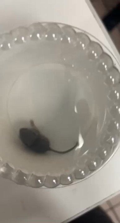 Baskin-Robbins - 31 rats - Ice Cream & Frozen Yogurt Near Me - Albuquerque, New Mexico