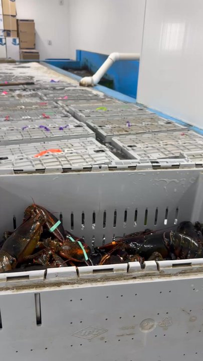 Chipman's Wharf - Seafood Markets Near Me - Milbridge, Maine