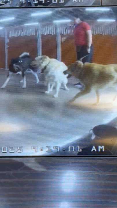 Camp Bow Wow - "Nipped at every single dog that approached them" ??? Where??? Zero signs of aggression or nipping out of my dogs. Tails wagging , ears up - Pet Boarding Near Me - Mesa, Arizona