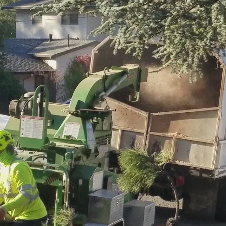HERCULES TREE SERVICE & LANDSCAPE CONSTRUCTION - Updated June 2026 - 70 ...