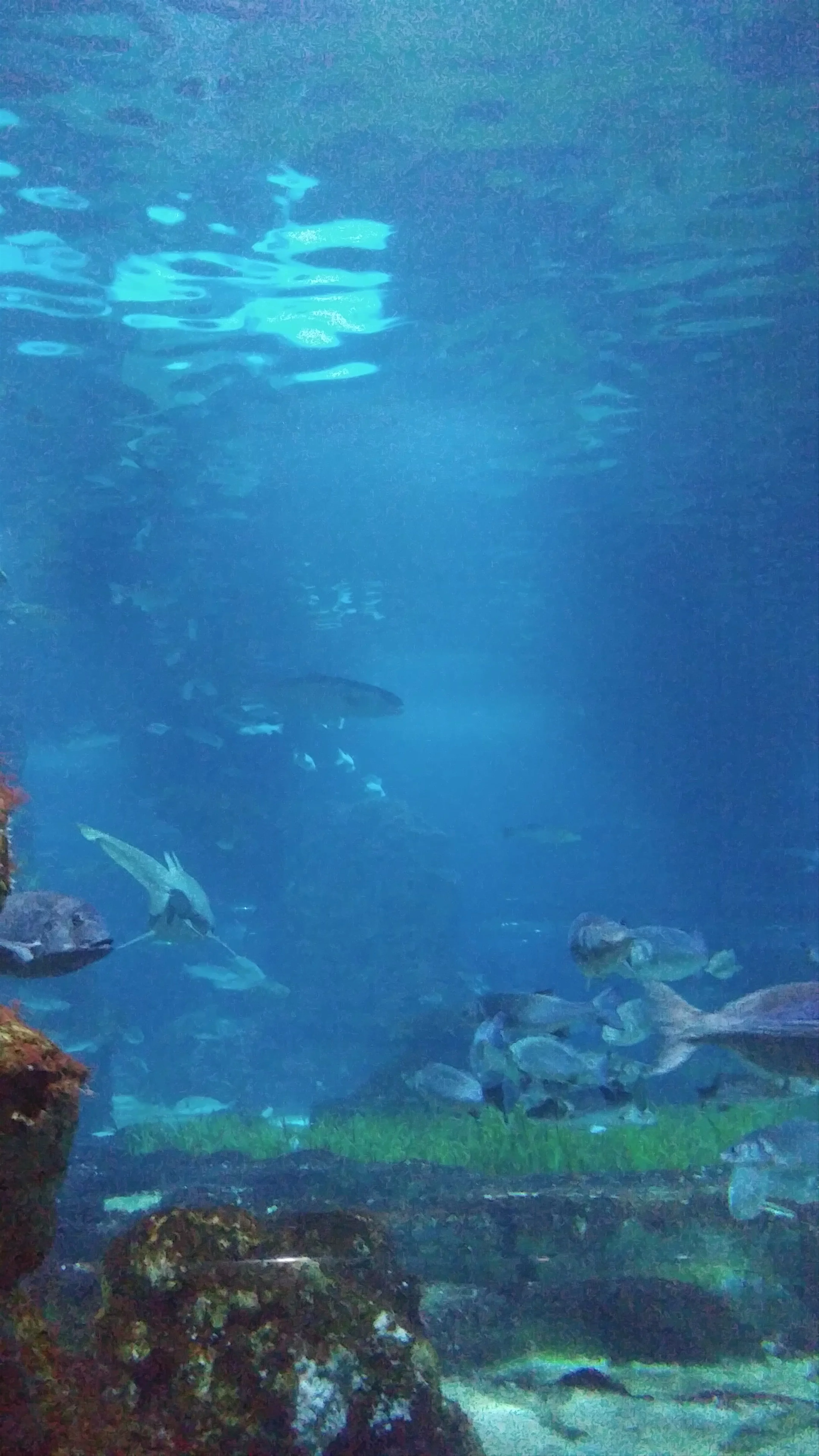 L’Aquarium, Moll d'Espanya