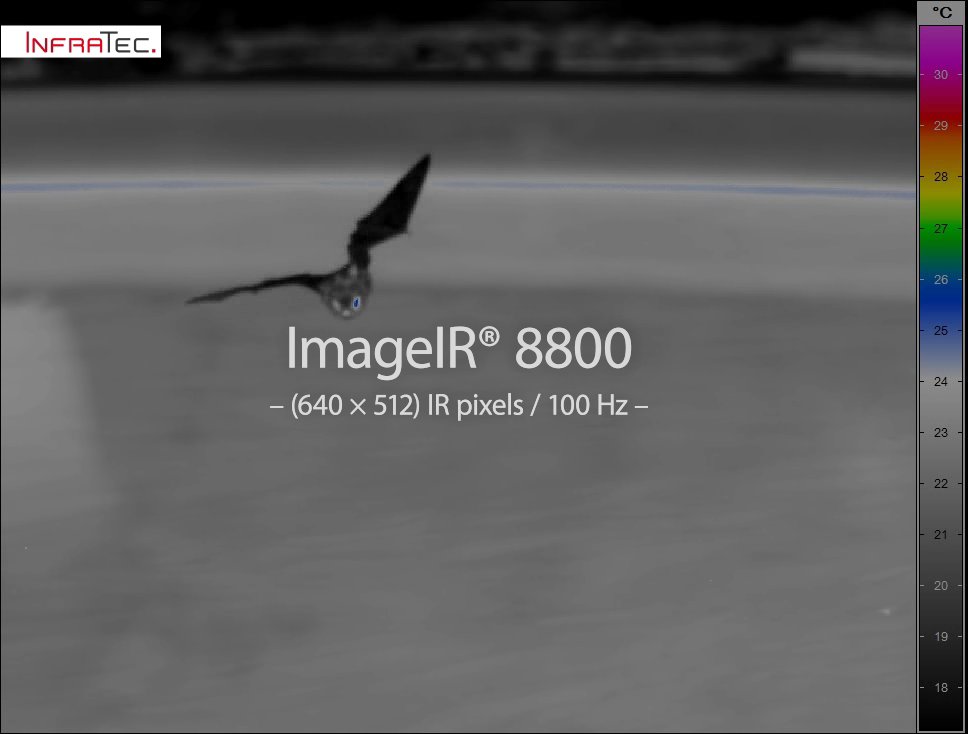 Nächtliche Stippvisite von Fledermäusen - aufgenommen  mit der schnellen LWIR-Kamera ImageIR® 8800