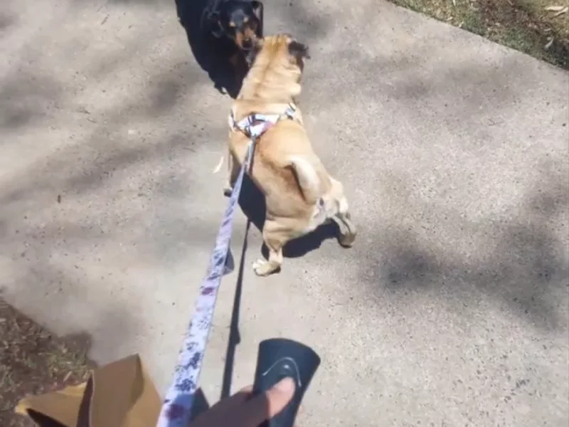 BarxBuddy anti barking device