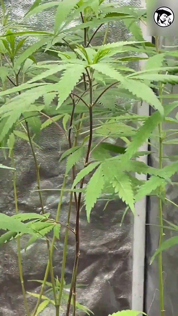 Jamaican landrace sativa with red stems