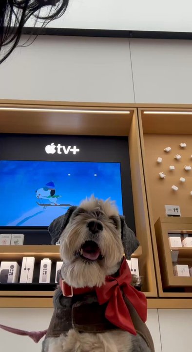 Apple Store - Corte Madera - Plumette enjoying watching snoopy. - IT Services & Computer Repair Near Me - Corte Madera, California
