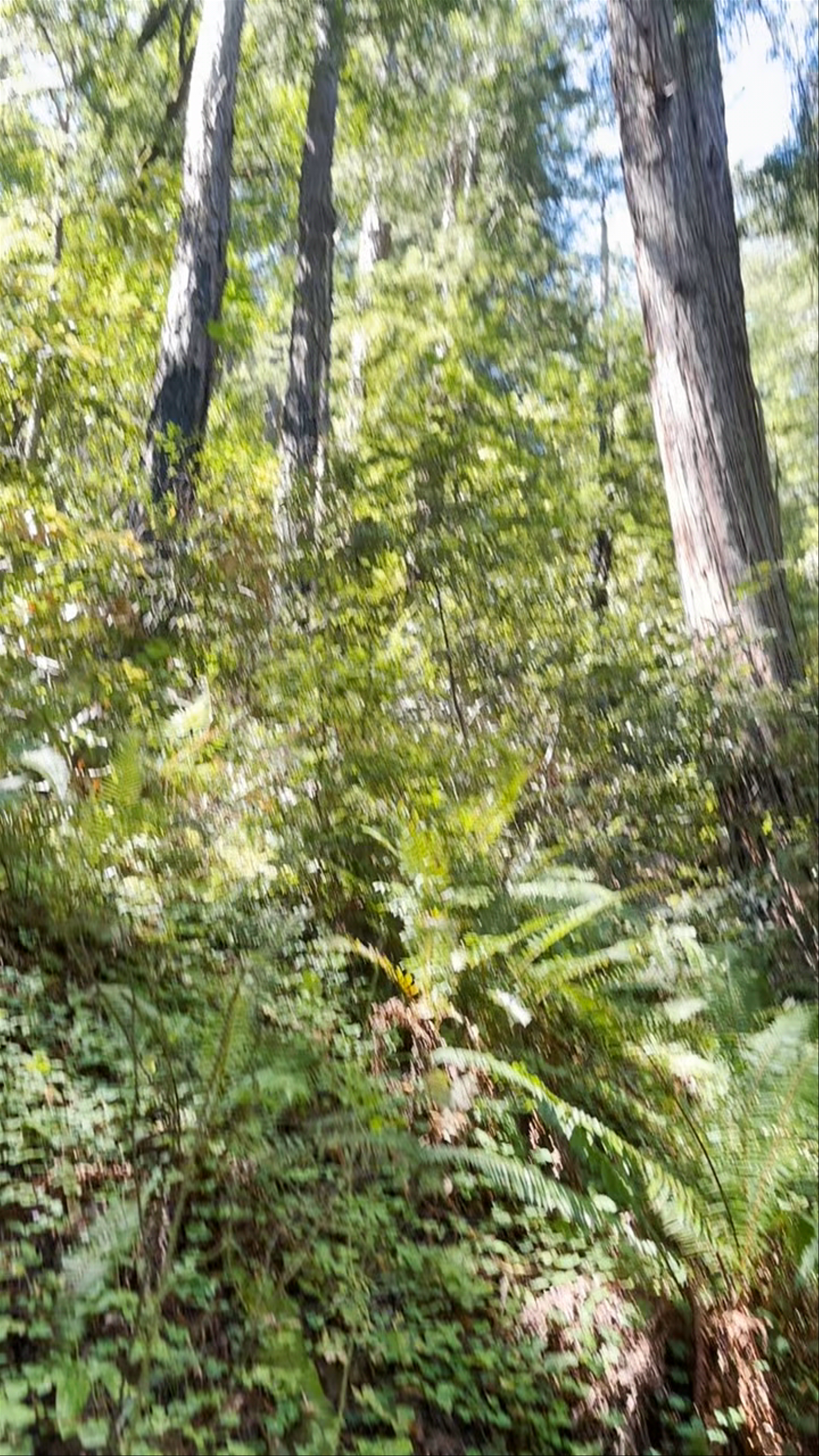 Muir Woods National Monument