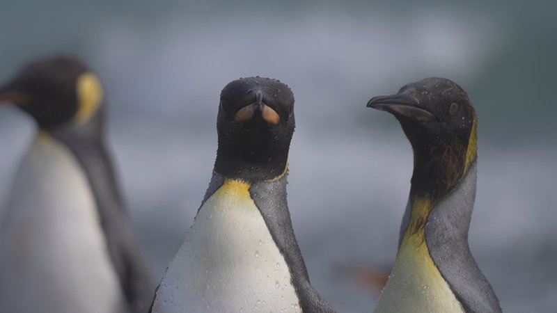 King Penguins in South Georgia poster