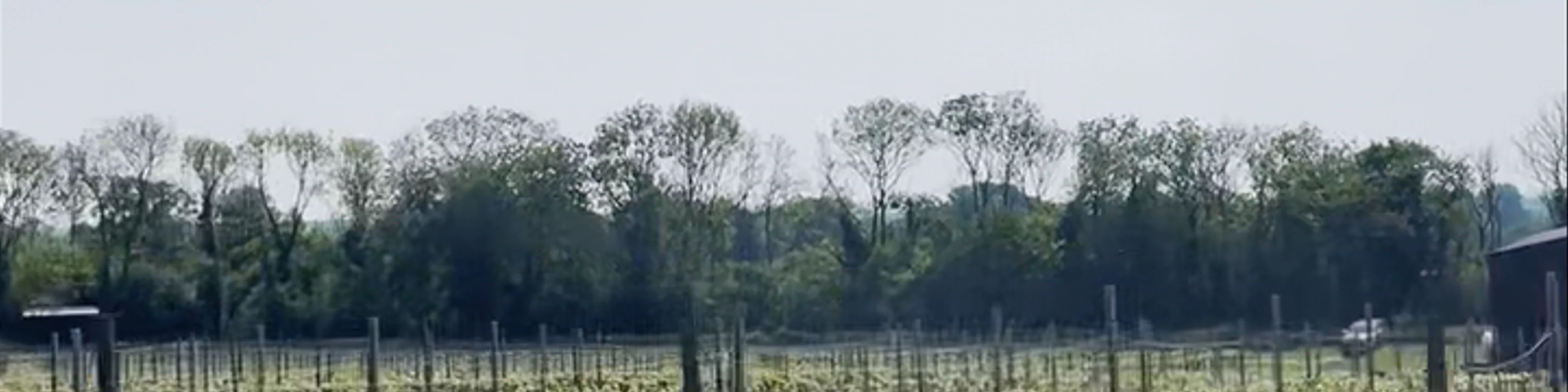 Westwell Wine Estates