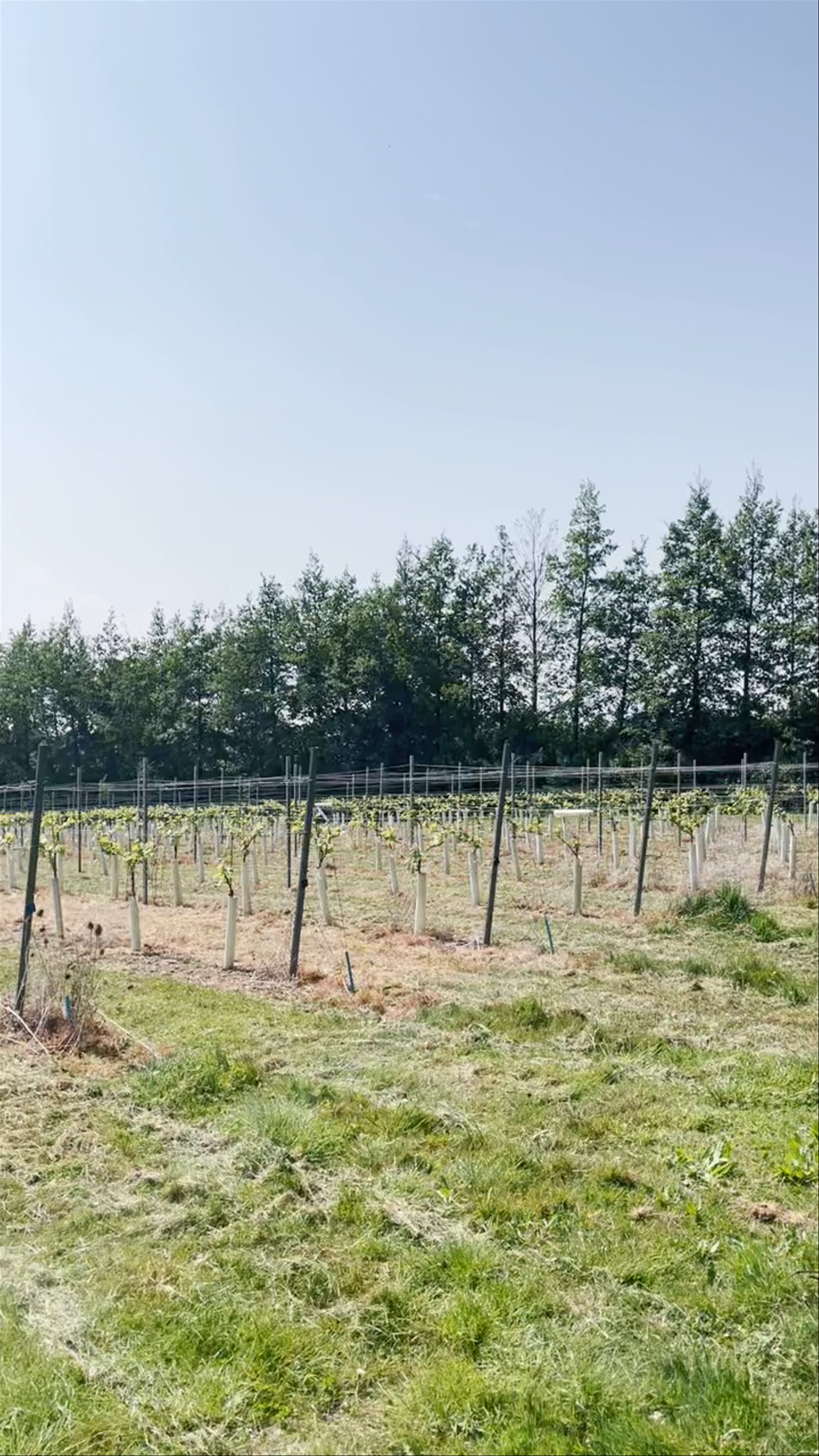 Westwell Wine Estates