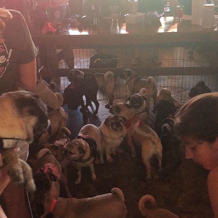 Ladybird's - Cocktail Bars Near Me - Houston, Texas
