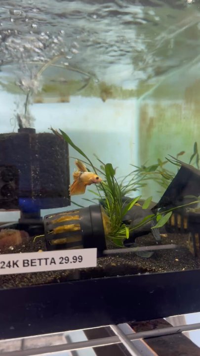 Coachella Valley Aquatics - 24k Betta - Aquariums Near Me - Indio, California
