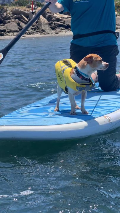 SUP Pups - Paddleboarding Near Me - San Diego, California