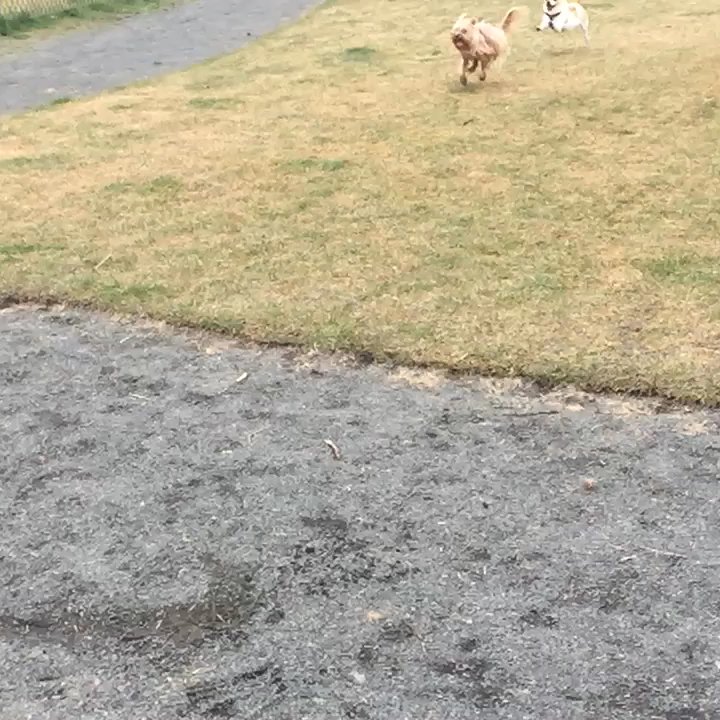 Pine Nursery Park - My dogs are so happy at Pine Nursery! - Dog Parks Near Me - Bend, Oregon