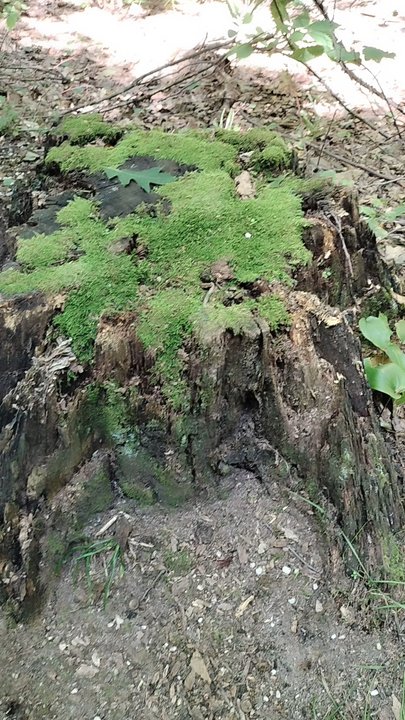 Rock City Park - Parks Near Me - Olean, New York