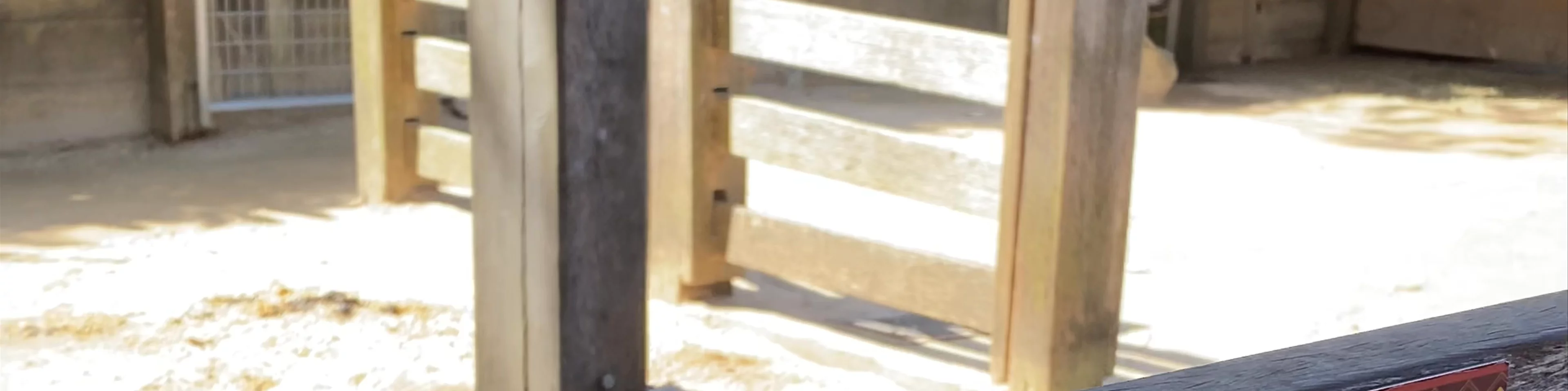 Taronga Zoo Sydney