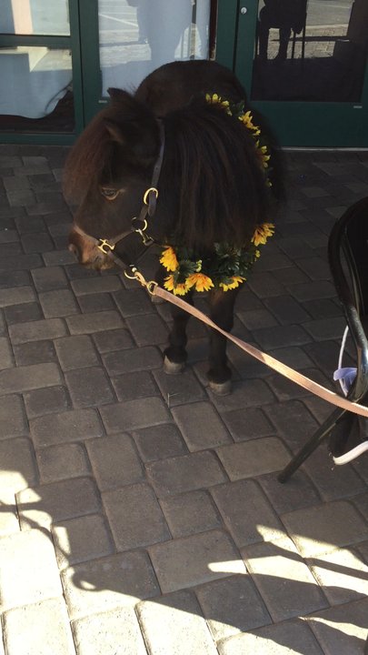 BookSmart - Mini horse - Notaries Near Me - Morgan Hill, California