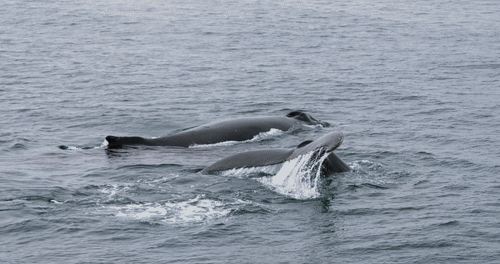 Humpback whales in Antarctica animated gif