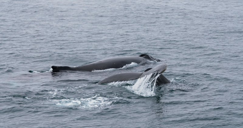 Humpback whales in Antarctica poster