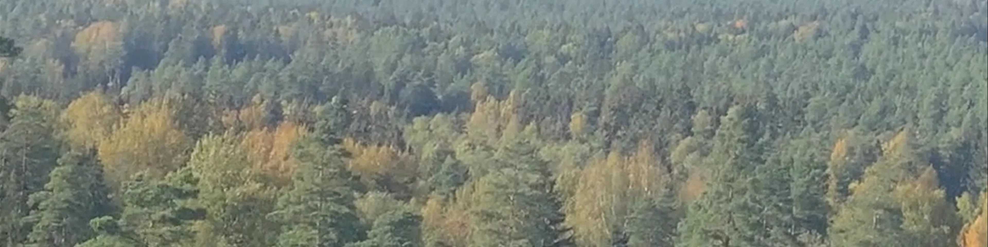 Riekstukalns observation tower