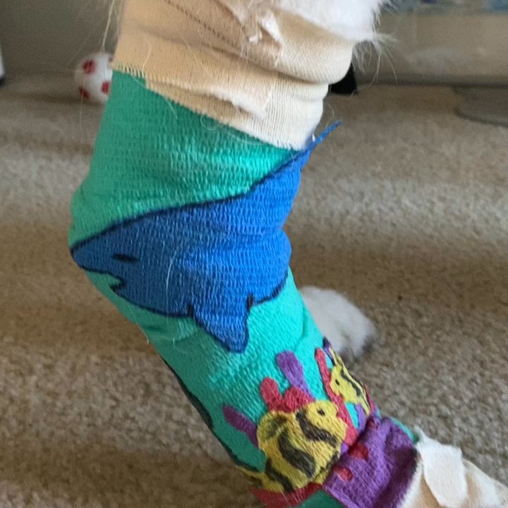 Millbrae Pet Hospital - Bandage change - under the sea... - Veterinarians Near Me - Millbrae, California