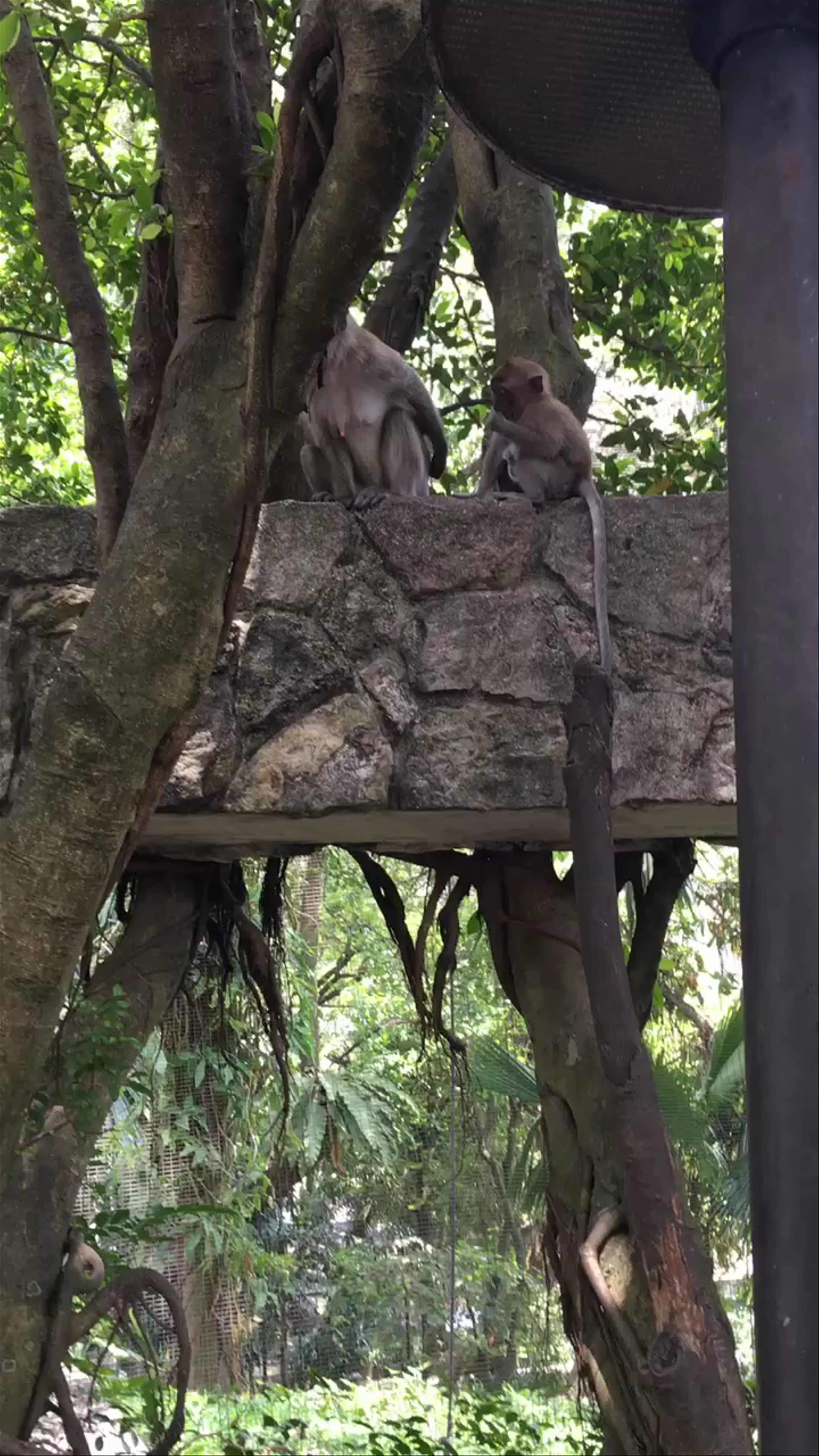 Monkeys at Kuala Lumpur Bird Park: Natural Play in Urban Jungle