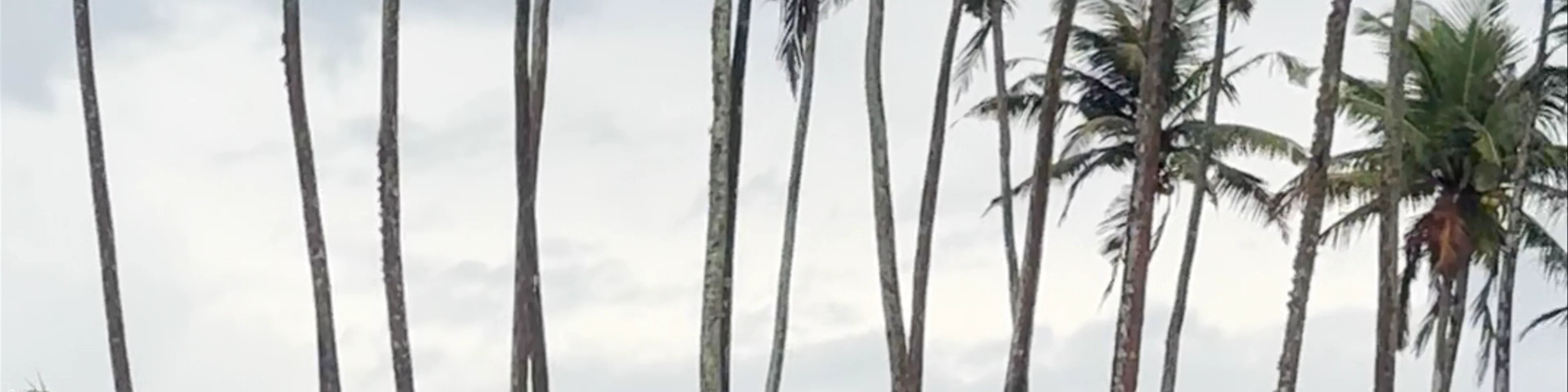 Coconut Tree Hill