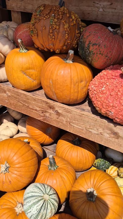 Trader Joe's - Pumpkins - Grocery Near Me - Glendale, California