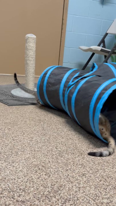 Mostly Mutts Animal Rescue - Community Service/Non-Profit Near Me - Kennesaw, Georgia