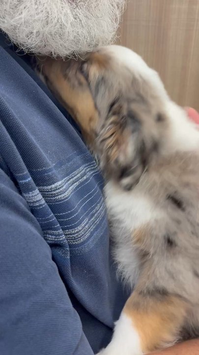 Petland Kendall - Pet Stores Near Me - Miami, Florida