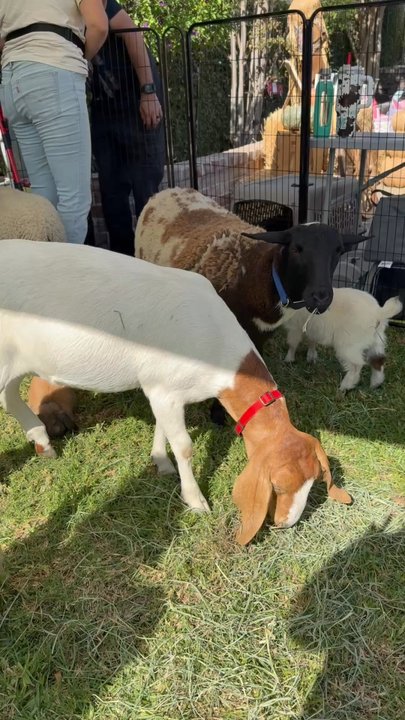 LUCKY JACKS’ RESCUE RANCH - Updated June 2026 - 107 Photos - Chino ...