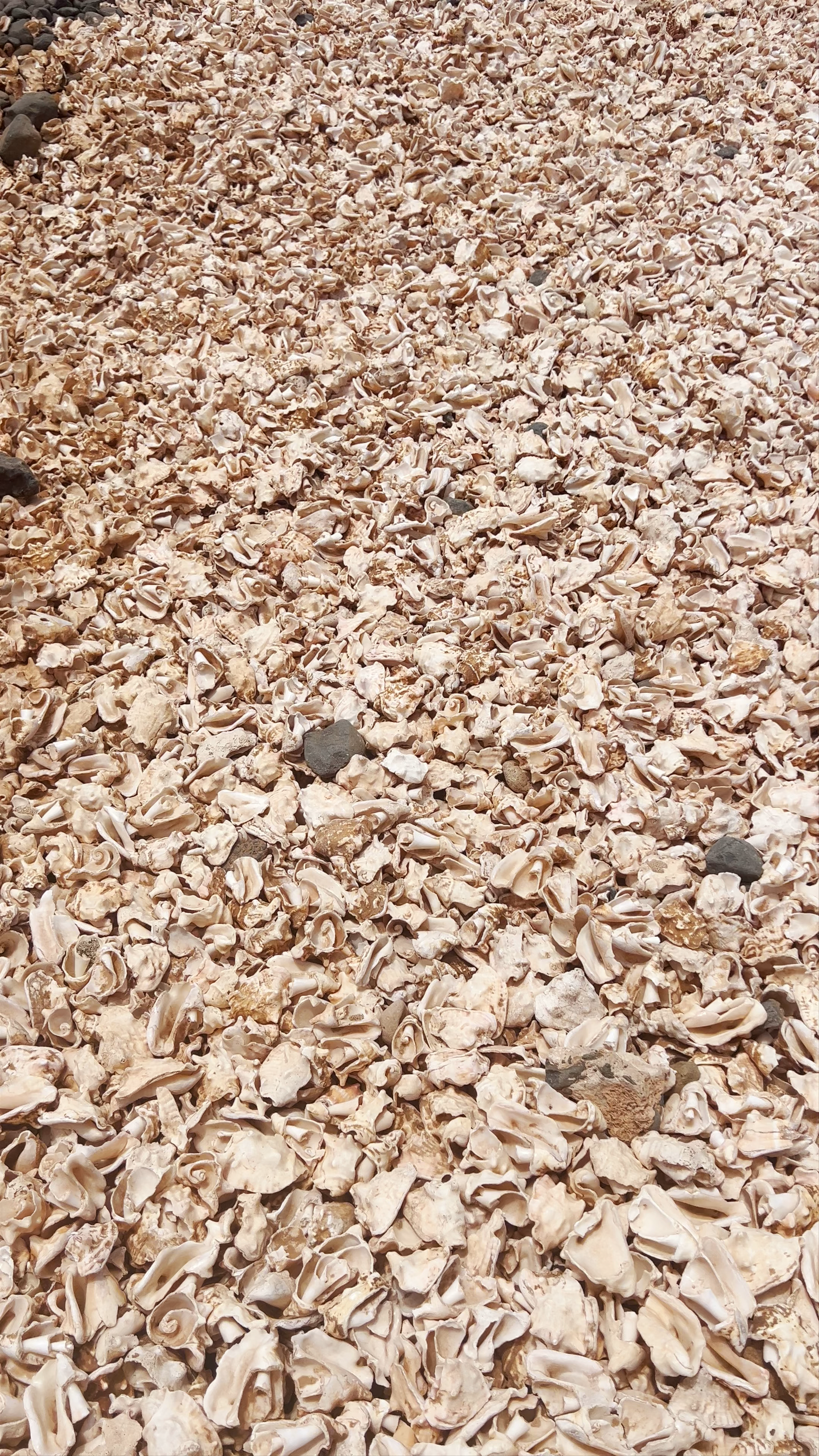 Shell Cemetery Beach