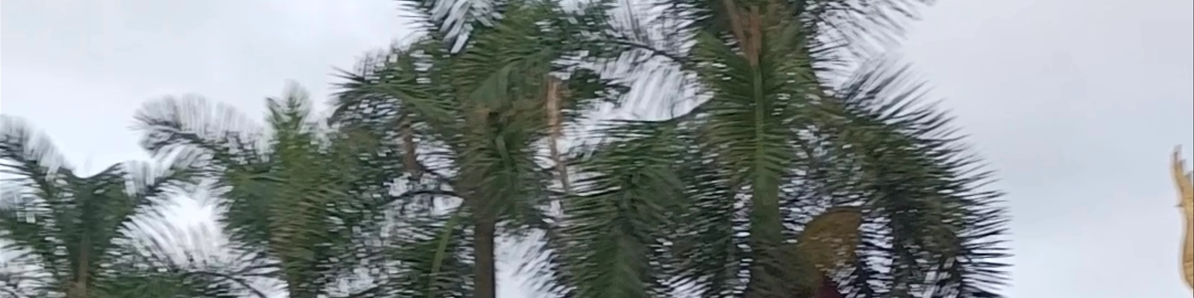 Loro Parque