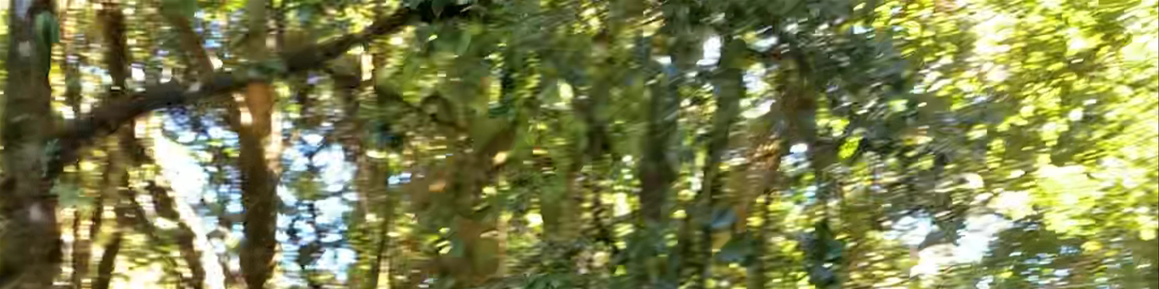 Ang Ka Nature Trail