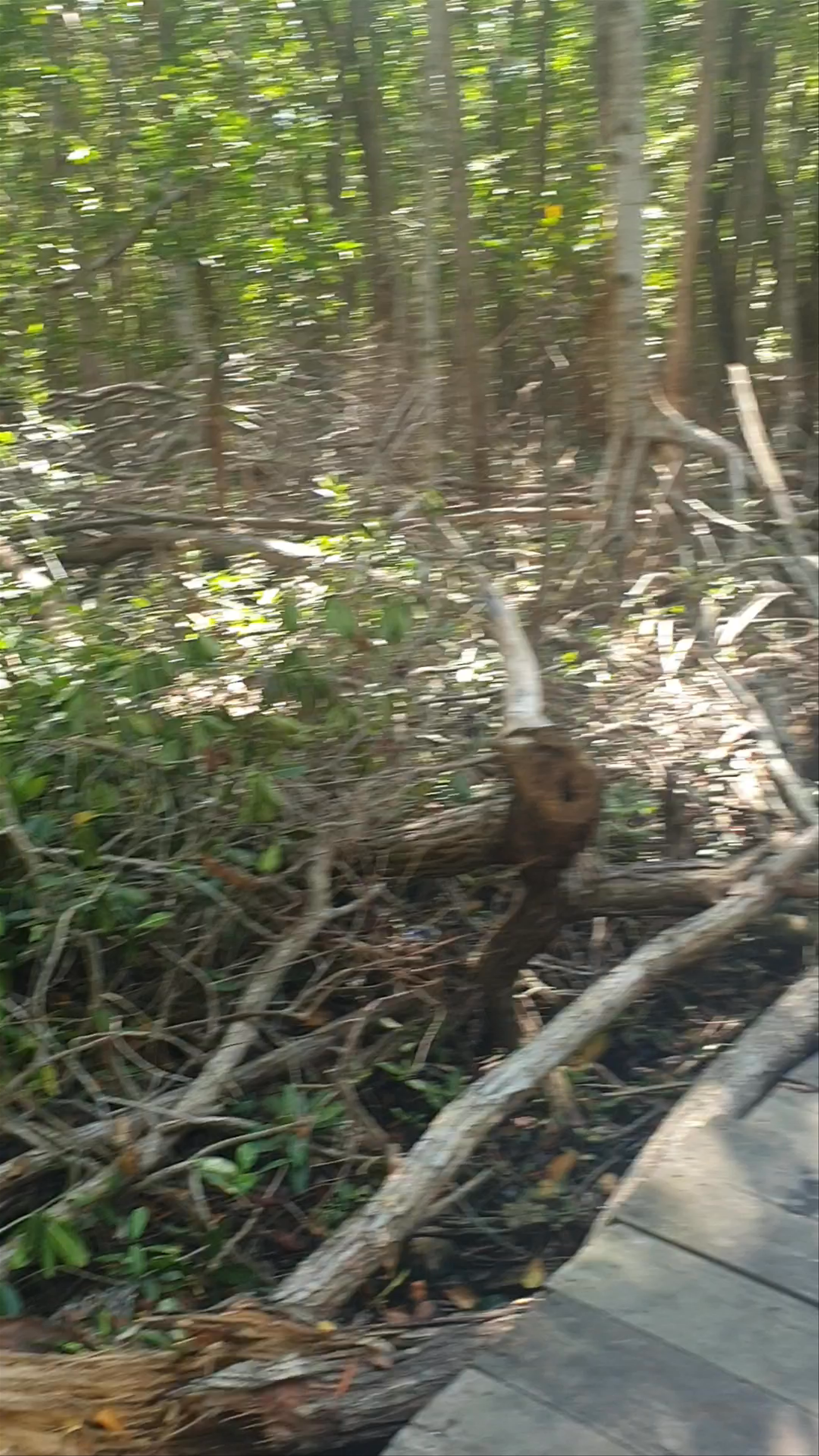 Reserva de la Biosfera Ría Celestún