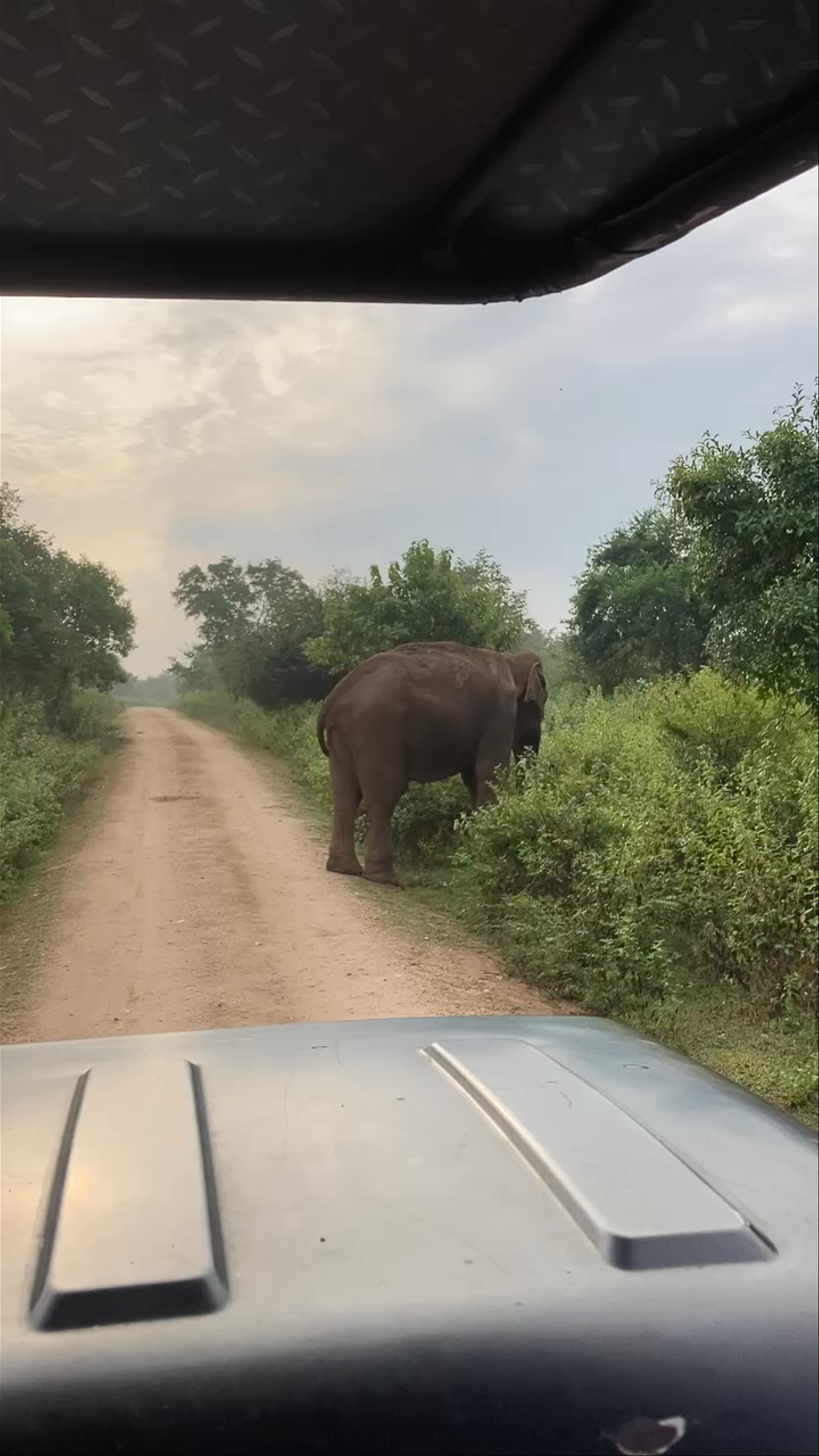 Udawalawe National Park Safari