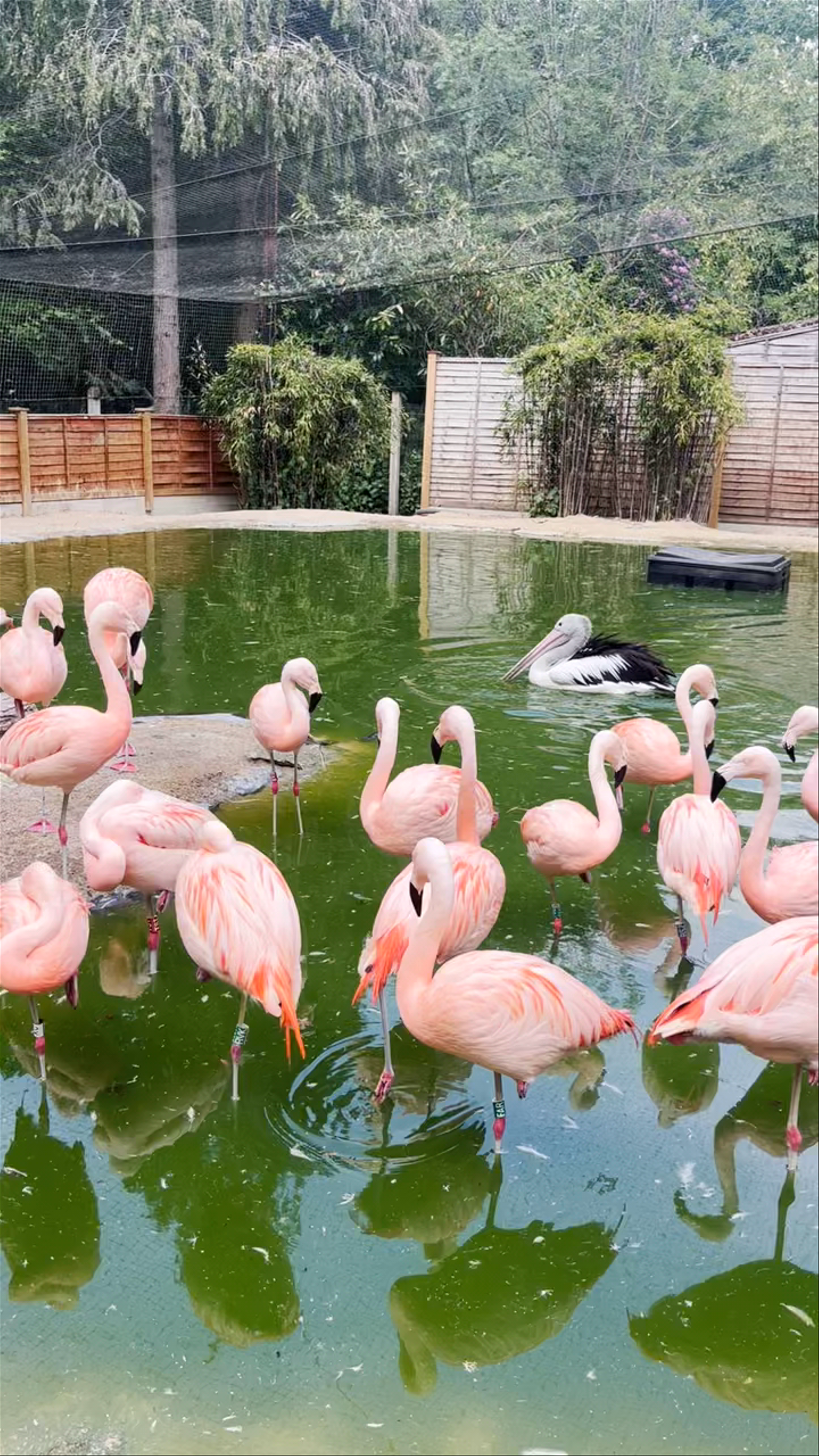 Enchanting Flamingos and Nature Vibes at Birdworld, Farnham