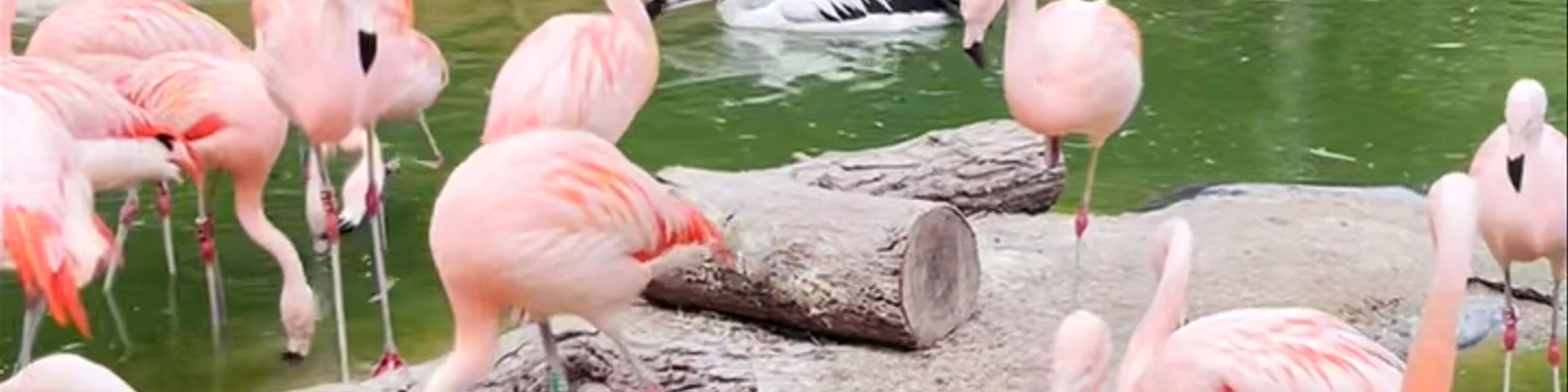 Birdworld