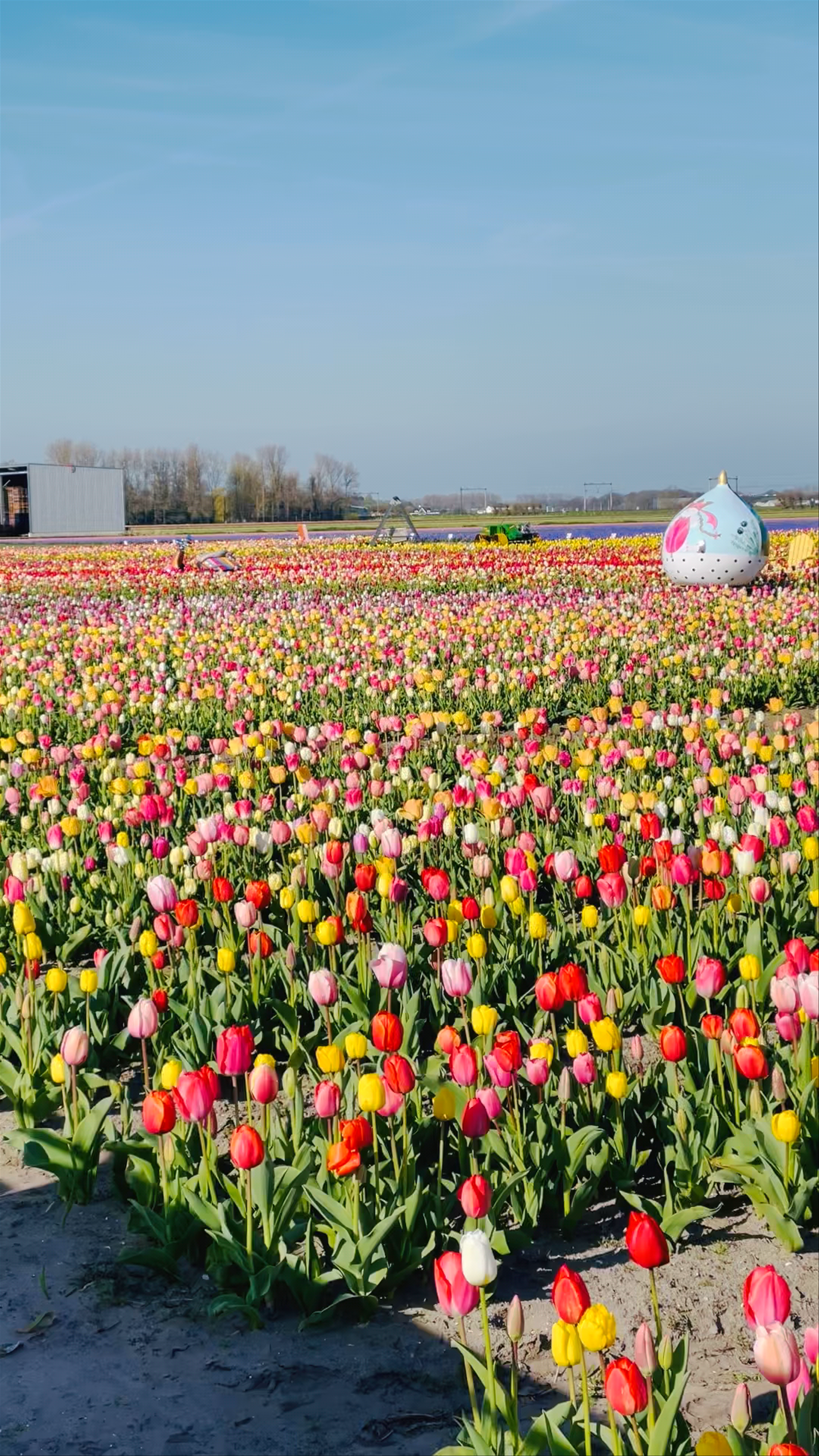 The Tulip Barn