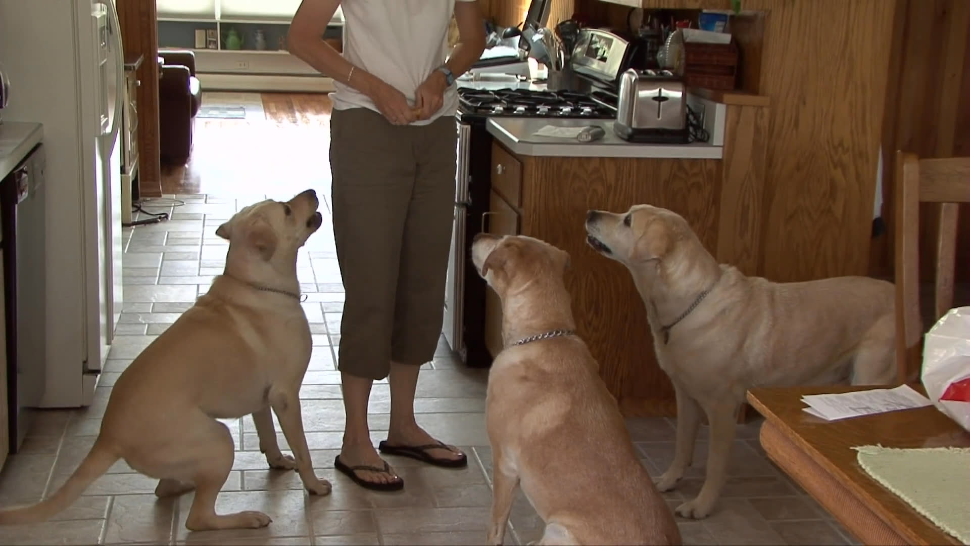 Three Labrador retrievers eagerly crowd around their owner in a kitchen before being led outside for a walk along a rural path.
