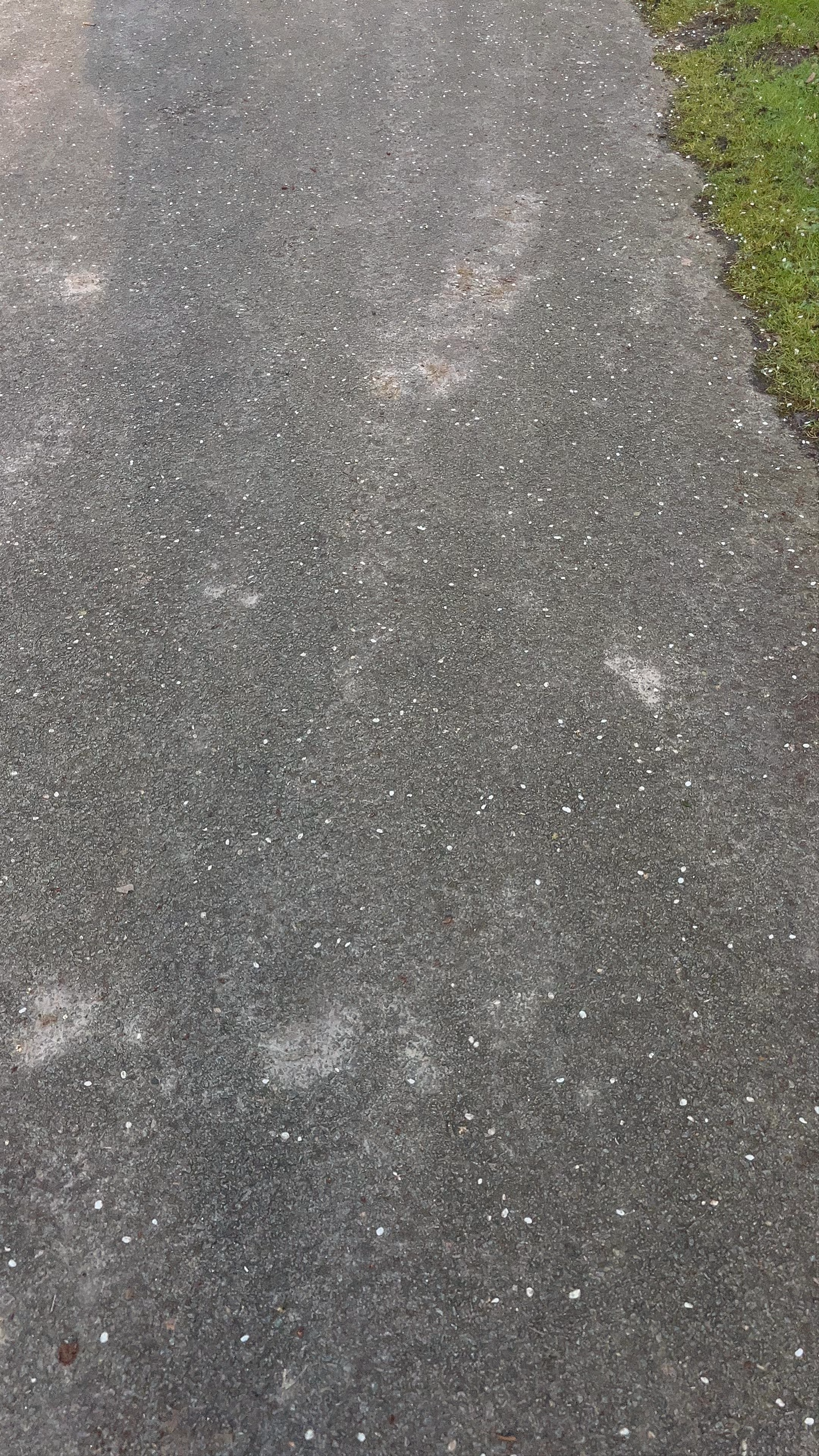 Haarlemmermeerse Bos