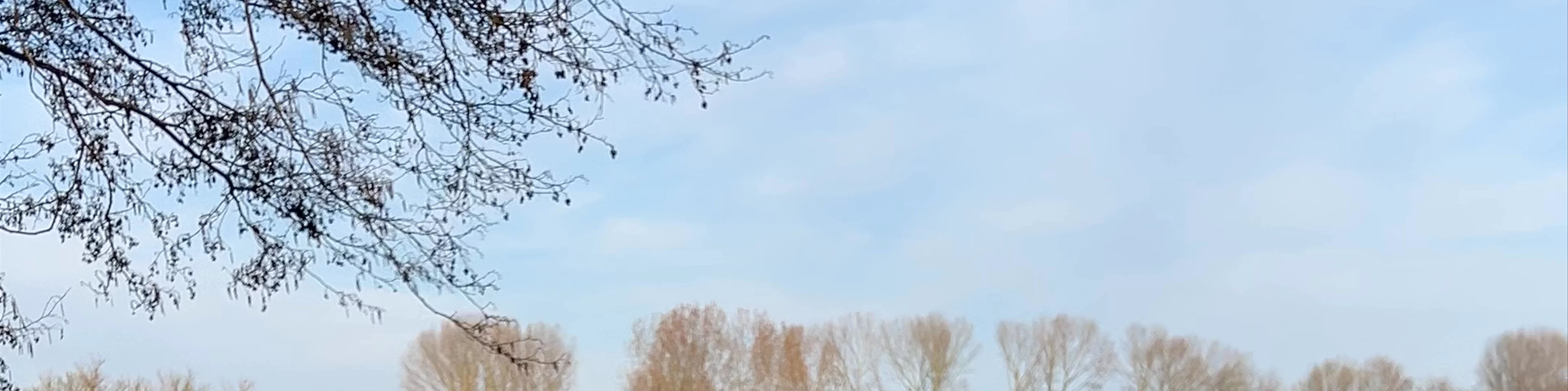 Haarlemmermeerse Bos